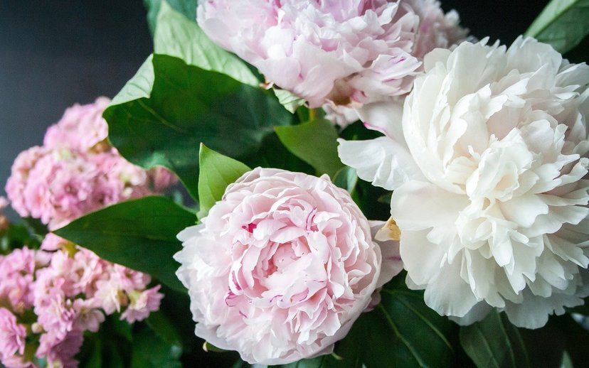 The Peony King of Flowers Du Chinese